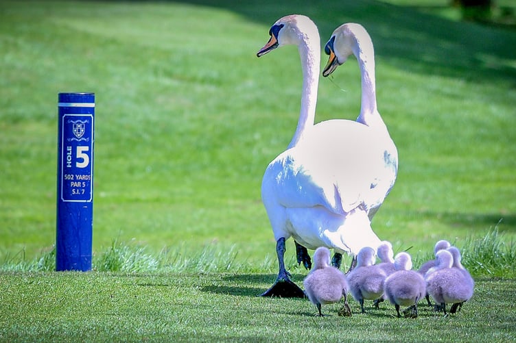 Downes golf course is full of wildlife.