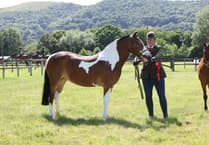 Dartmoor Hill Pony from Umberleigh qualifies for National Championship