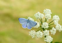 Devon chooses favourite butterflies