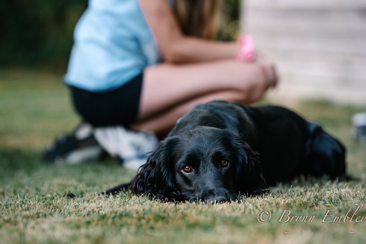 At last year’s Winkleigh Fair Dog Show. Photo: Brynn Embley