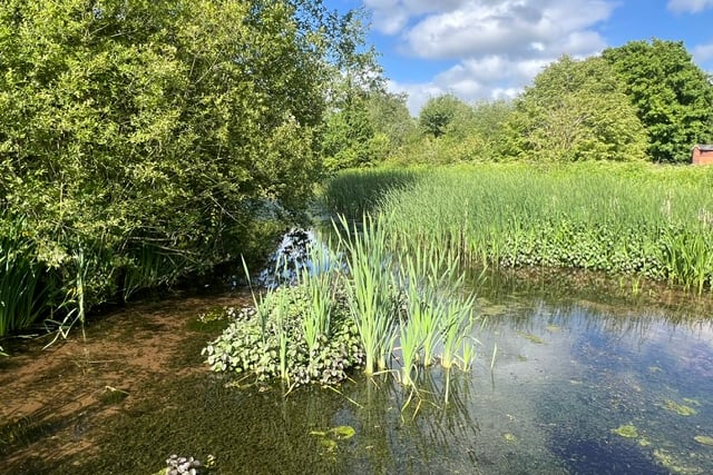 A recent image of the silted up pond at Sandford Millennium Green.