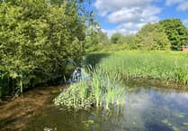 Silt issue to be sorted at Sandford Millennium Green Pond