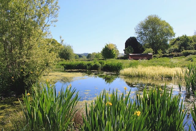 Sandford Millennium Green pond in 2010.