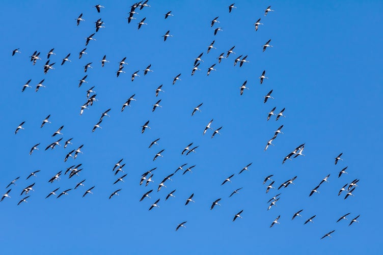 Birds