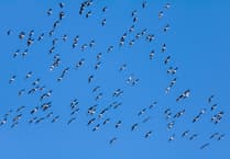 Talk on bird migration coming up in Crediton
