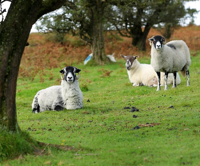 DEFRA exploring support in wake of bluetongue 