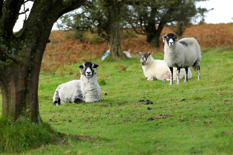 Farmers on Exmoor are said to be the worst-hit in the country by an outbreak of bluetongue disease among livestock.