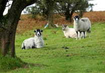 DEFRA exploring support in wake of bluetongue