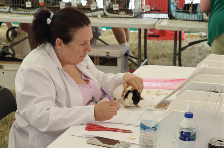 Guinea-pig judging underway