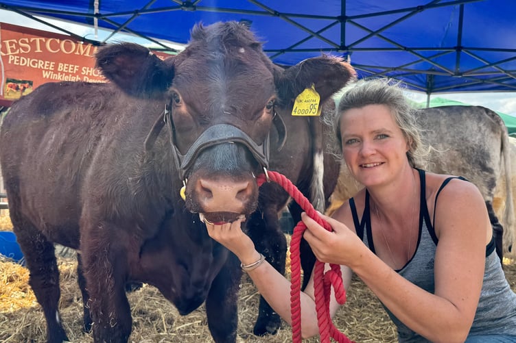 Mid Devon Show: Alice Newth of the Priestcombe Herd of Pedigree Beef Shorthorn is pictured with Priestcombe Yennifer (Cassie). AQ 6407