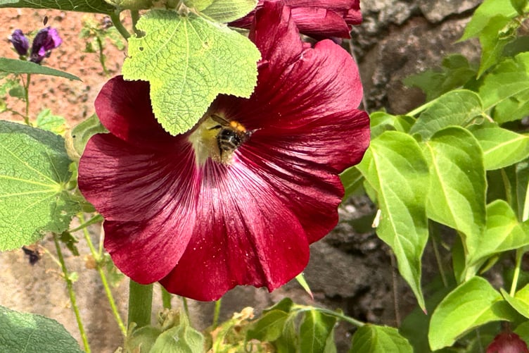 A bee in one of the plants at the Sustainable Crediton Pollinator Project garden in Belle Parade. AQ 5490