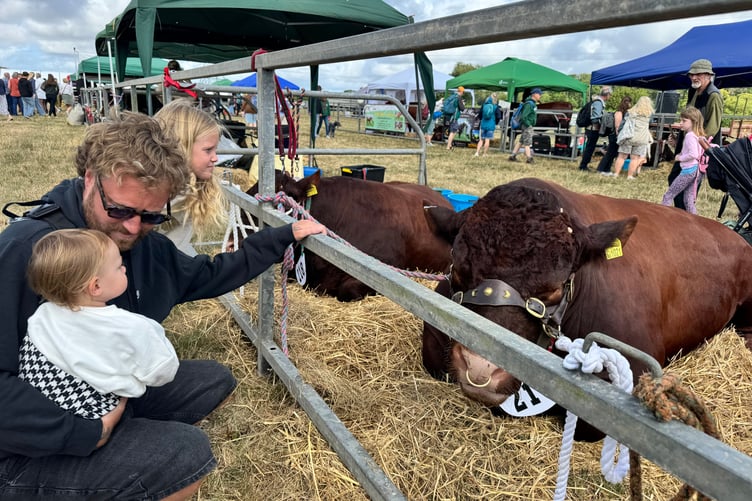 Looking at the cattle at the North Devon Show. AQ 7403