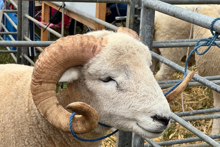 An Exmoor Horn sheep at the North Devon Show. AQ 7443