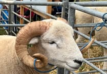 Farmers battle on as bluetongue cases near 1,000
