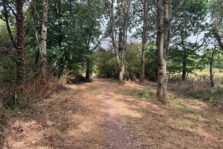 Some areas of Sandford Millennium Green are tinder dry. AQ 9202