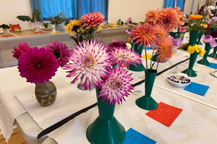 Beautiful dahlias exhibited at Spreyton Show. AQ 9093