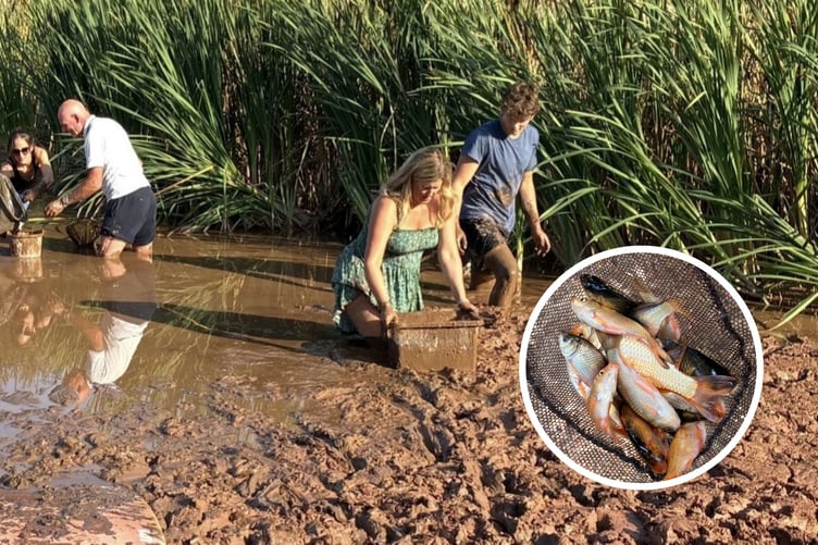 Alison Sheridan and her son Marcus help rescue the fish, inset