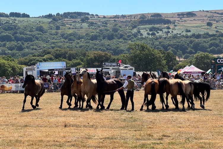 Ben Atkinson Action Horses in the main ring. AQ 8894