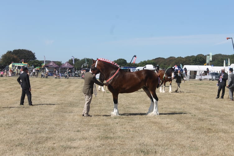 Heavy horse judging in the main ring. AQ 2045
