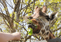 Animal attractions 'open as usual' through bluetongue outbreak