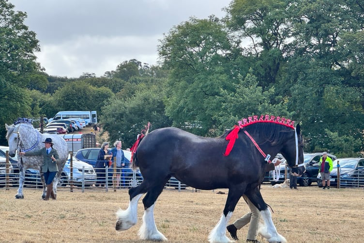 Heavy horses in the main ring. AQ 9350