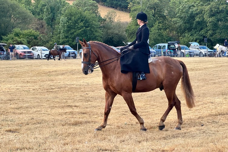 Side saddle in the main ring. AQ 9352