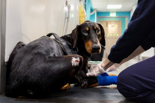 Nelson was given emergency veterinary attention by the RSPCA and now has a new life in Devon.