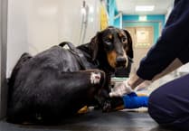 RSPCA Reveals Shocking Rise in Animal Cruelty