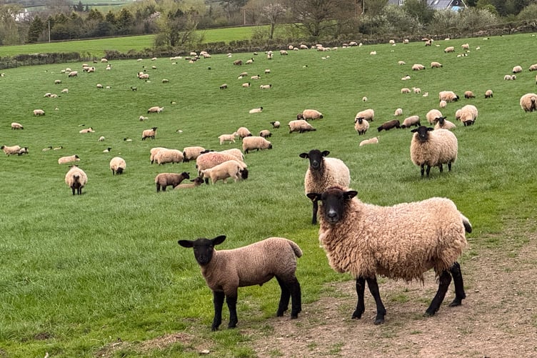 Police have issued an appeal after many sheep have been killed or injured in the Crediton area. Stock image. AQ 8049