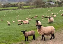 Mid Devon Police hunt for Crediton area dog owner in sheep attacks