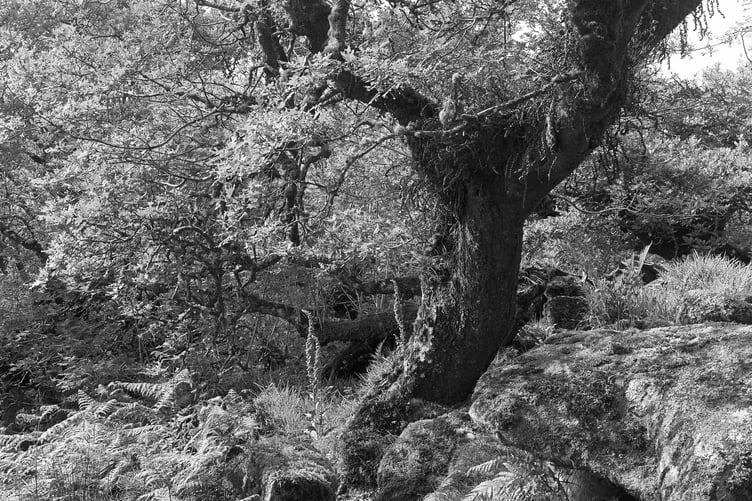 A photo of Wistmans Wood was sold at the Gaza Art Aid event.