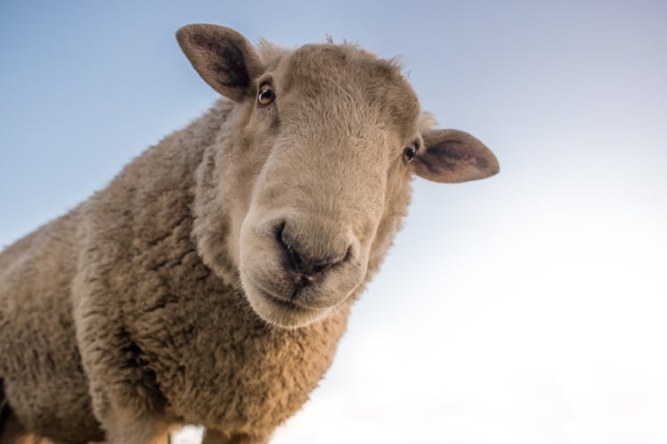 Sheep stock image