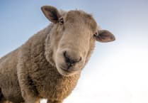 Devon to bid for government cash for farmers
