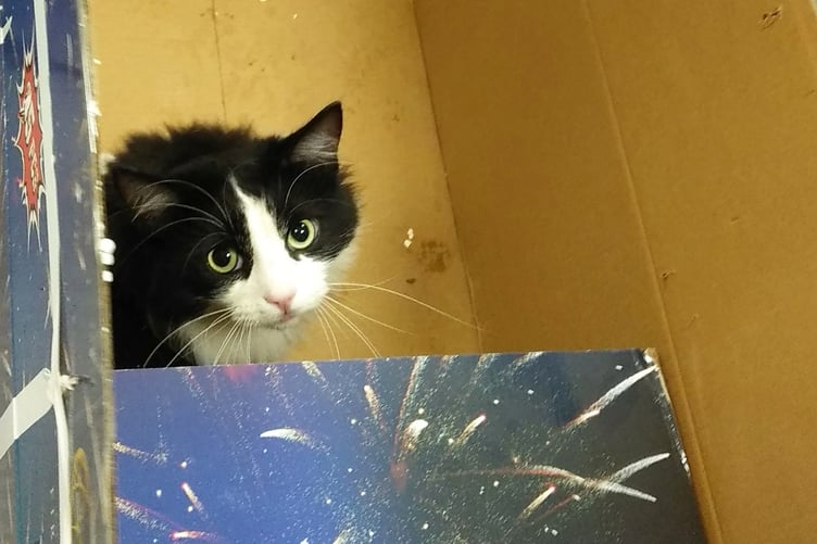 A scared cat in a firework box. Photo: Cats Protection