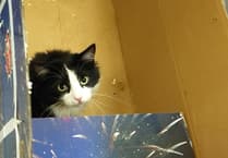 Share your views on fireworks and pets