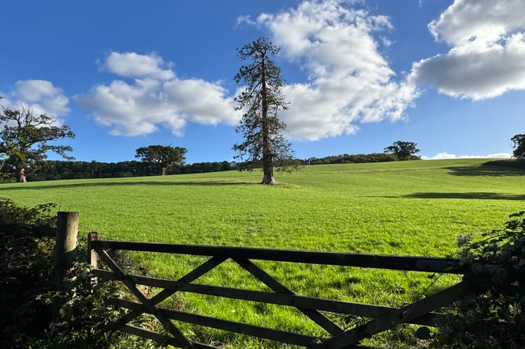 A lovely tree to see along the Sandford footpath. AQ 0556