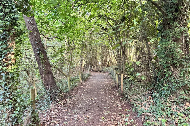 The walkway through woodland. AQ 0581