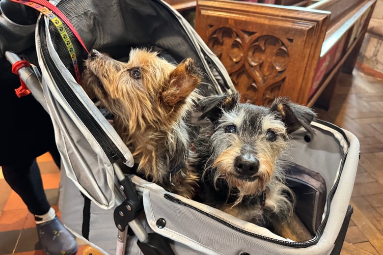 Two of the dogs which attended the pet service. AQ 3348