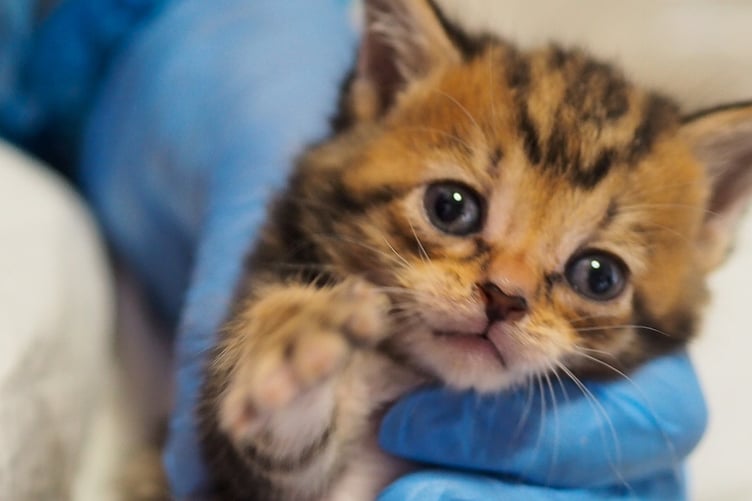 A Tortoiseshell chocolate box kitten on arrival at Cats Protection.