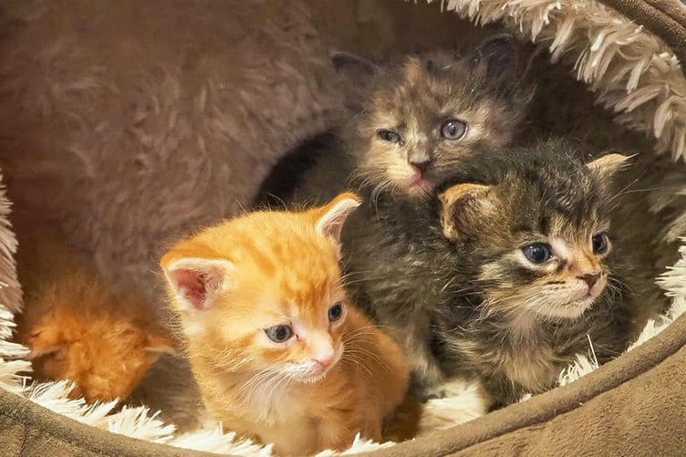 Some of the chocolate box kittens shortly after arrival at Cats Protection.