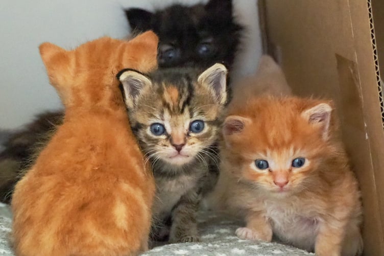 A Quartet of chocolate box kittens.