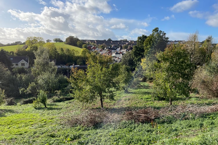 Apple trees in the adjoining orchard
