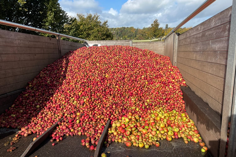 Apples waiting to be pressed